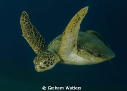 A Turtle . Picture taken in the Red Sea Egypt by Graham Watters 